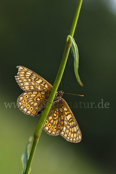 Abbiß-Scheckenfalter (Eurodryas aurinia)