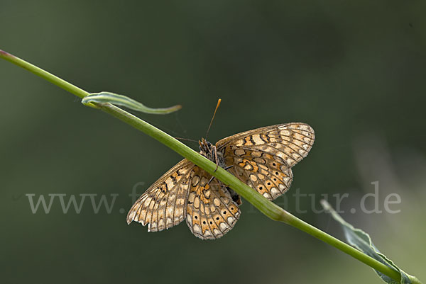 Abbiß-Scheckenfalter (Eurodryas aurinia)