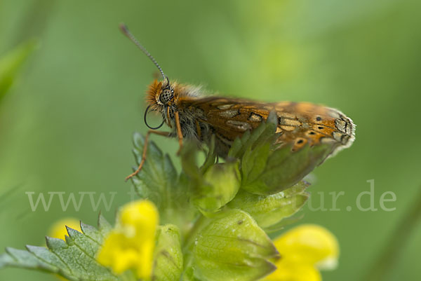 Abbiß-Scheckenfalter (Eurodryas aurinia)