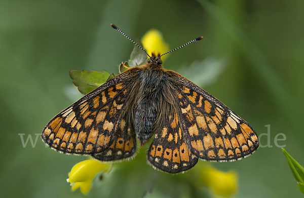 Abbiß-Scheckenfalter (Eurodryas aurinia)