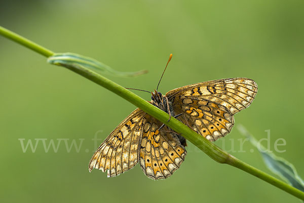 Abbiß-Scheckenfalter (Eurodryas aurinia)