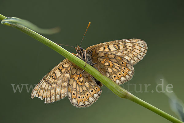 Abbiß-Scheckenfalter (Eurodryas aurinia)