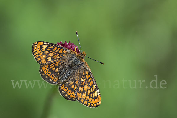 Abbiß-Scheckenfalter (Eurodryas aurinia)