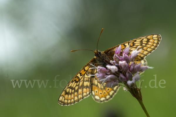 Abbiß-Scheckenfalter (Eurodryas aurinia)