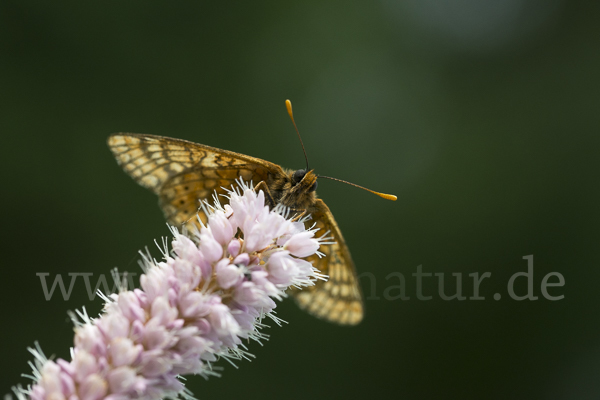 Abbiß-Scheckenfalter (Eurodryas aurinia)