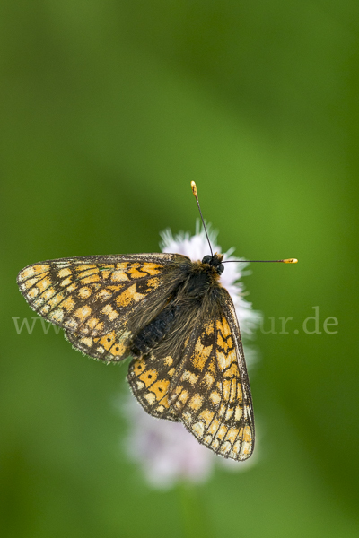 Abbiß-Scheckenfalter (Eurodryas aurinia)