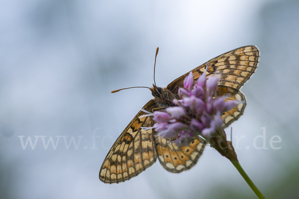 Abbiß-Scheckenfalter (Eurodryas aurinia)