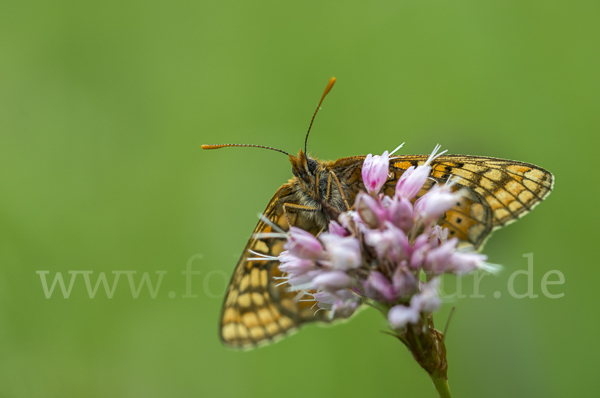 Abbiß-Scheckenfalter (Eurodryas aurinia)