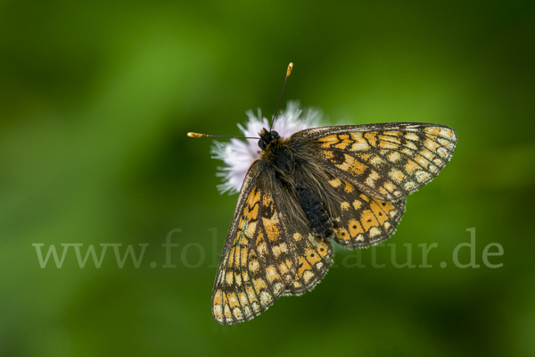 Abbiß-Scheckenfalter (Eurodryas aurinia)