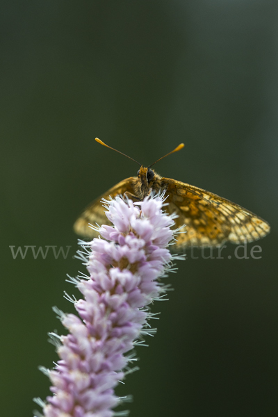 Abbiß-Scheckenfalter (Eurodryas aurinia)