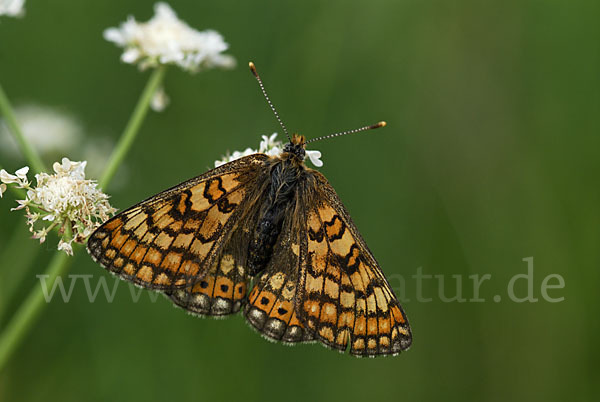 Abbiß-Scheckenfalter (Eurodryas aurinia)