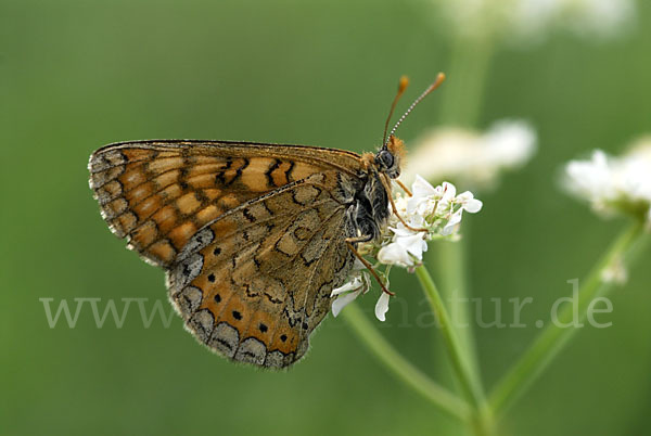 Abbiß-Scheckenfalter (Eurodryas aurinia)