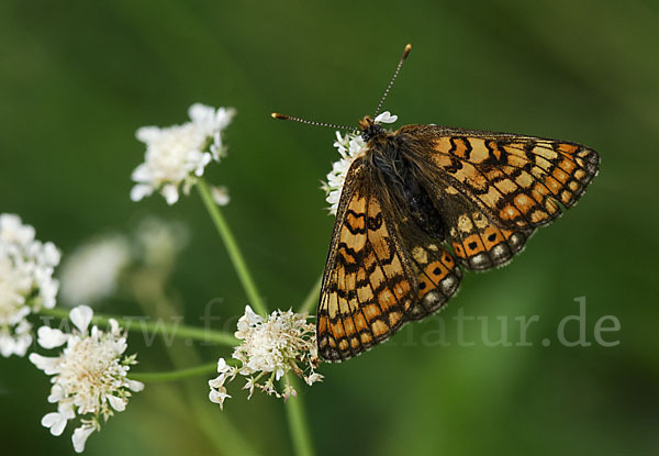 Abbiß-Scheckenfalter (Eurodryas aurinia)