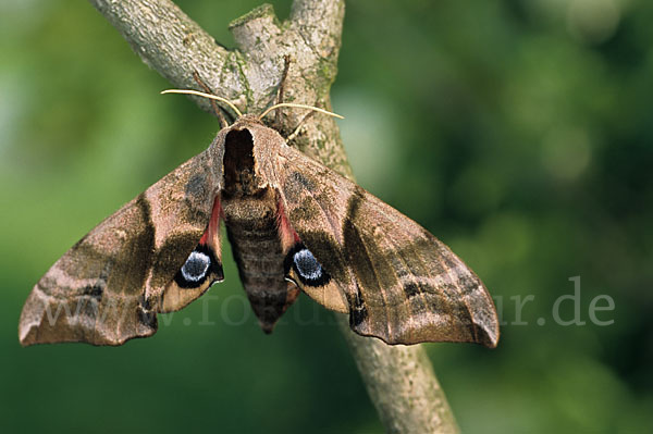 Abendpfauenauge (Smerinthus ocellatus)