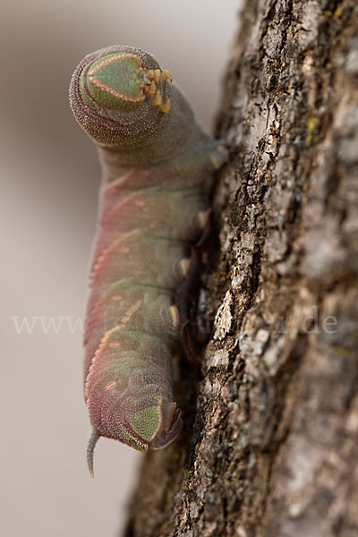 Abendpfauenauge (Smerinthus ocellatus)