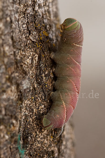 Abendpfauenauge (Smerinthus ocellatus)