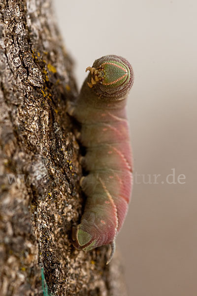 Abendpfauenauge (Smerinthus ocellatus)