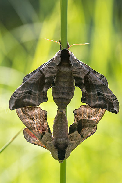 Abendpfauenauge (Smerinthus ocellatus)