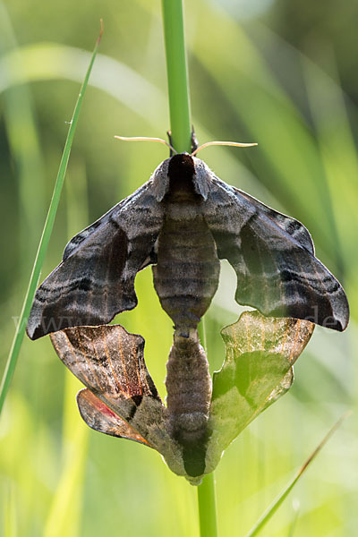 Abendpfauenauge (Smerinthus ocellatus)