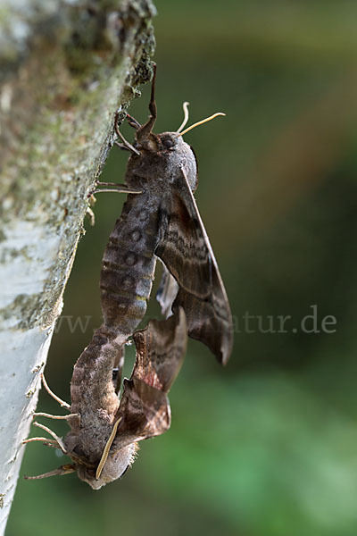 Abendpfauenauge (Smerinthus ocellatus)