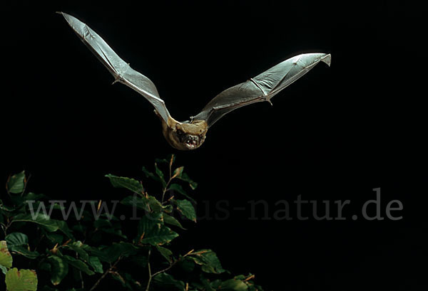 Abendsegler (Nyctalus noctula)