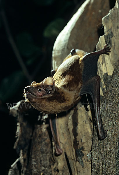 Abendsegler (Nyctalus noctula)