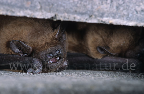 Abendsegler (Nyctalus noctula)