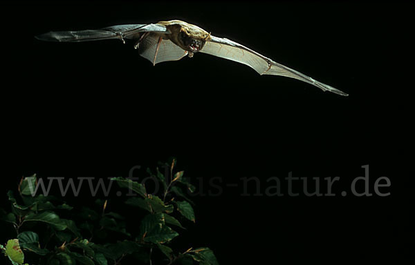 Abendsegler (Nyctalus noctula)