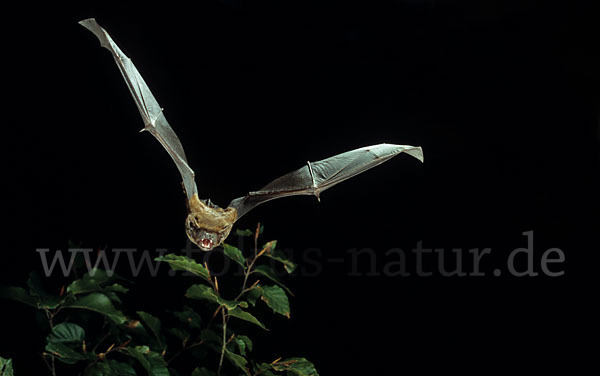 Abendsegler (Nyctalus noctula)