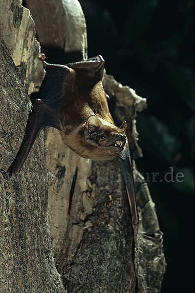 Abendsegler (Nyctalus noctula)