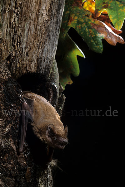 Abendsegler (Nyctalus noctula)