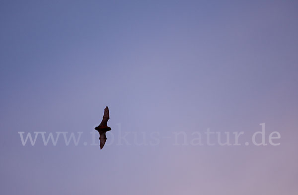 Abendsegler (Nyctalus noctula)