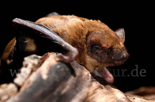 Abendsegler (Nyctalus noctula)