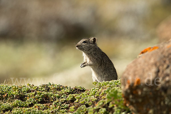 Abessinische Grasratte (Arvicanthis abyssinicus)