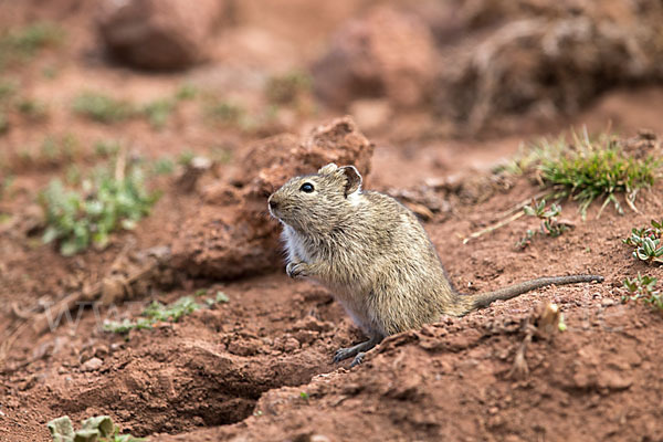 Abessinische Grasratte (Arvicanthis abyssinicus)