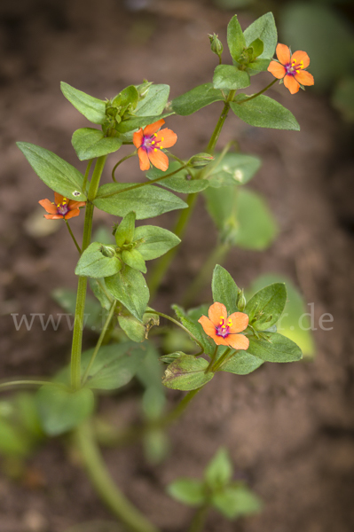 Acker-Gauchheil (Anagallis arvensis)