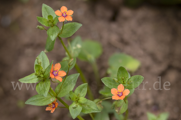 Acker-Gauchheil (Anagallis arvensis)