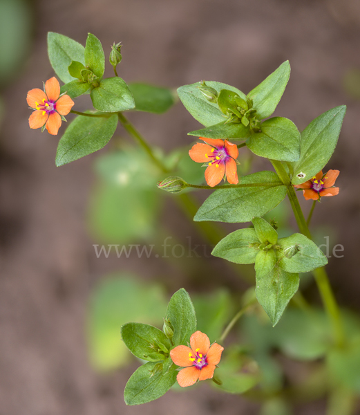 Acker-Gauchheil (Anagallis arvensis)