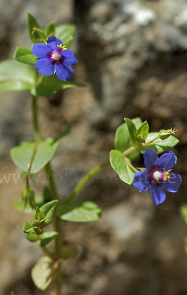 Acker-Gauchheil (Anagallis arvensis)