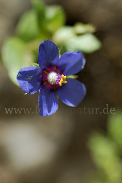 Acker-Gauchheil (Anagallis arvensis)