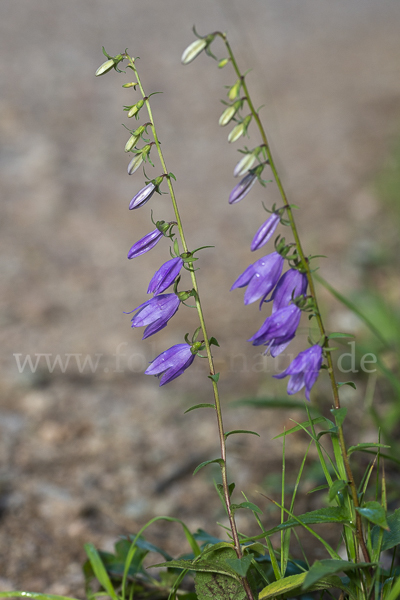 Acker-Glockenblume (Campanula rapunculoides)