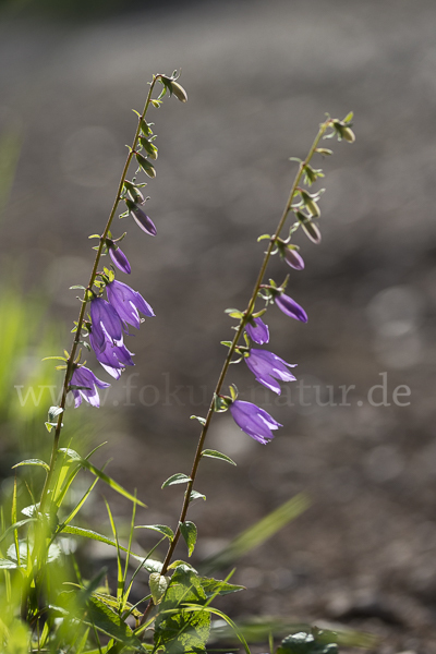 Acker-Glockenblume (Campanula rapunculoides)