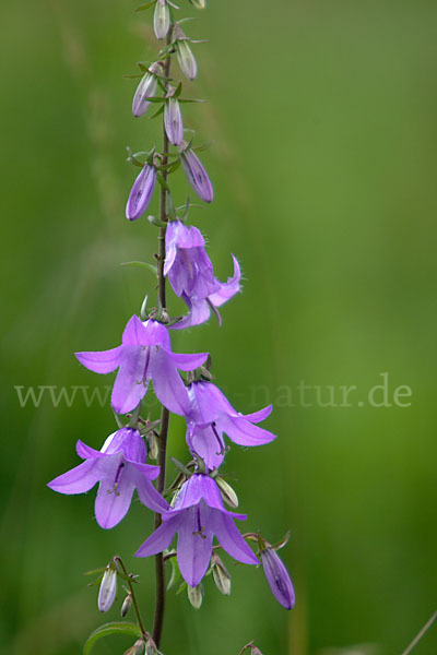 Acker-Glockenblume (Campanula rapunculoides)