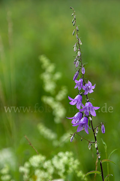 Acker-Glockenblume (Campanula rapunculoides)