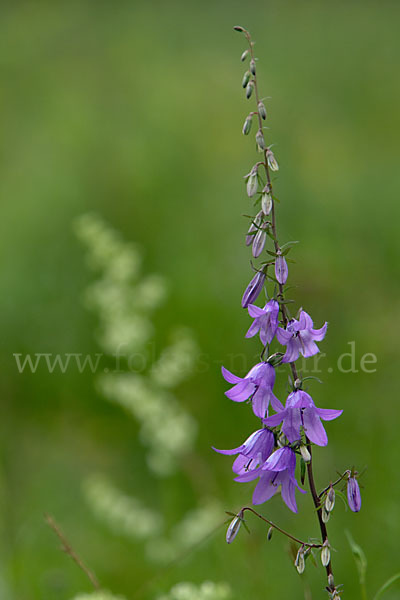 Acker-Glockenblume (Campanula rapunculoides)