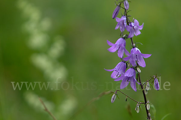 Acker-Glockenblume (Campanula rapunculoides)