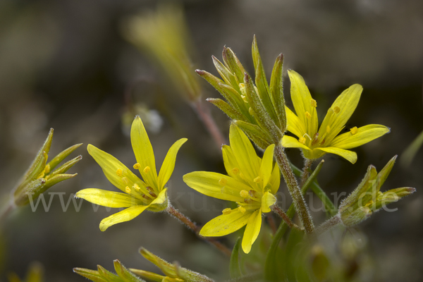 Acker-Goldstern (Gagea villosa)