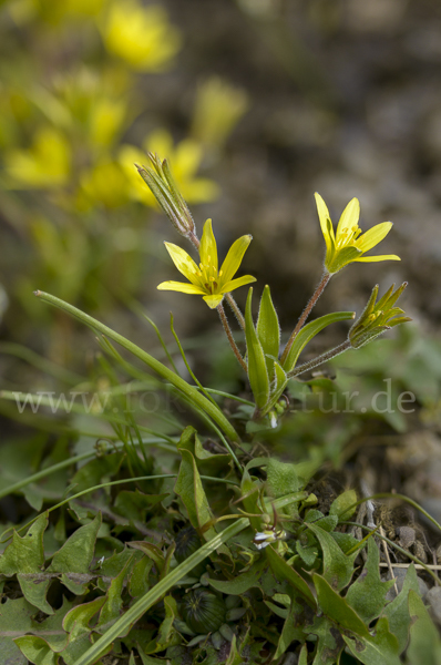 Acker-Goldstern (Gagea villosa)