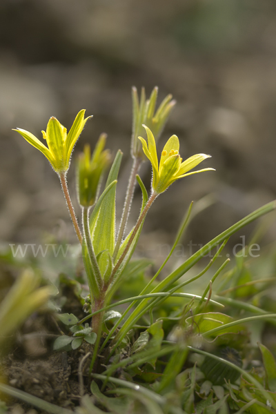 Acker-Goldstern (Gagea villosa)