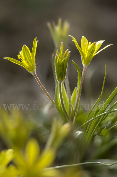 Acker-Goldstern (Gagea villosa)